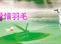 爱惜羽毛
