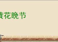 黄花晚节