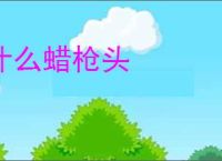 什么蜡枪头